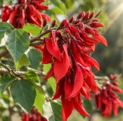 Erythrina crista-galli - Zarděnice hřebenitá - Korálovec 